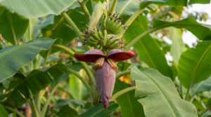 Gros plan sur un bananier, montrant une fleur violette pendante et de jeunes régimes de bananes vertes entourés de grandes feuilles.