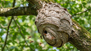 Un grand nid de frelons asiatiques gris et texturé est accroché à une branche d'arbre moussue. Plusieurs frelons volent autour de l'entrée du nid sur fond de feuillage vert flou.