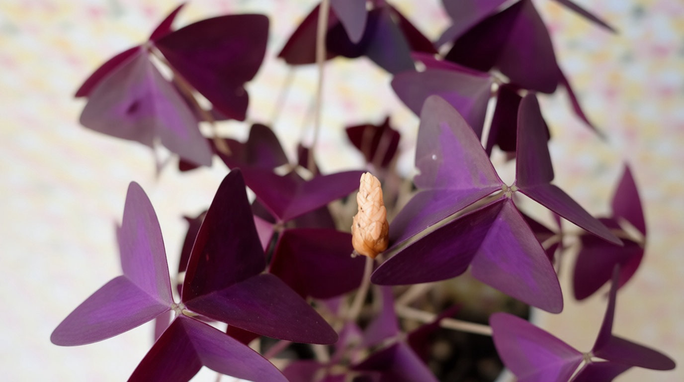 Sauver un oxalis mal en point et multiplier ses plants