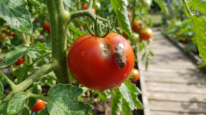 Grosse punaise marron sur une tomate rouge endommagée sur la plante au potager, avec gouttes d'eau et arrière-plan flou.