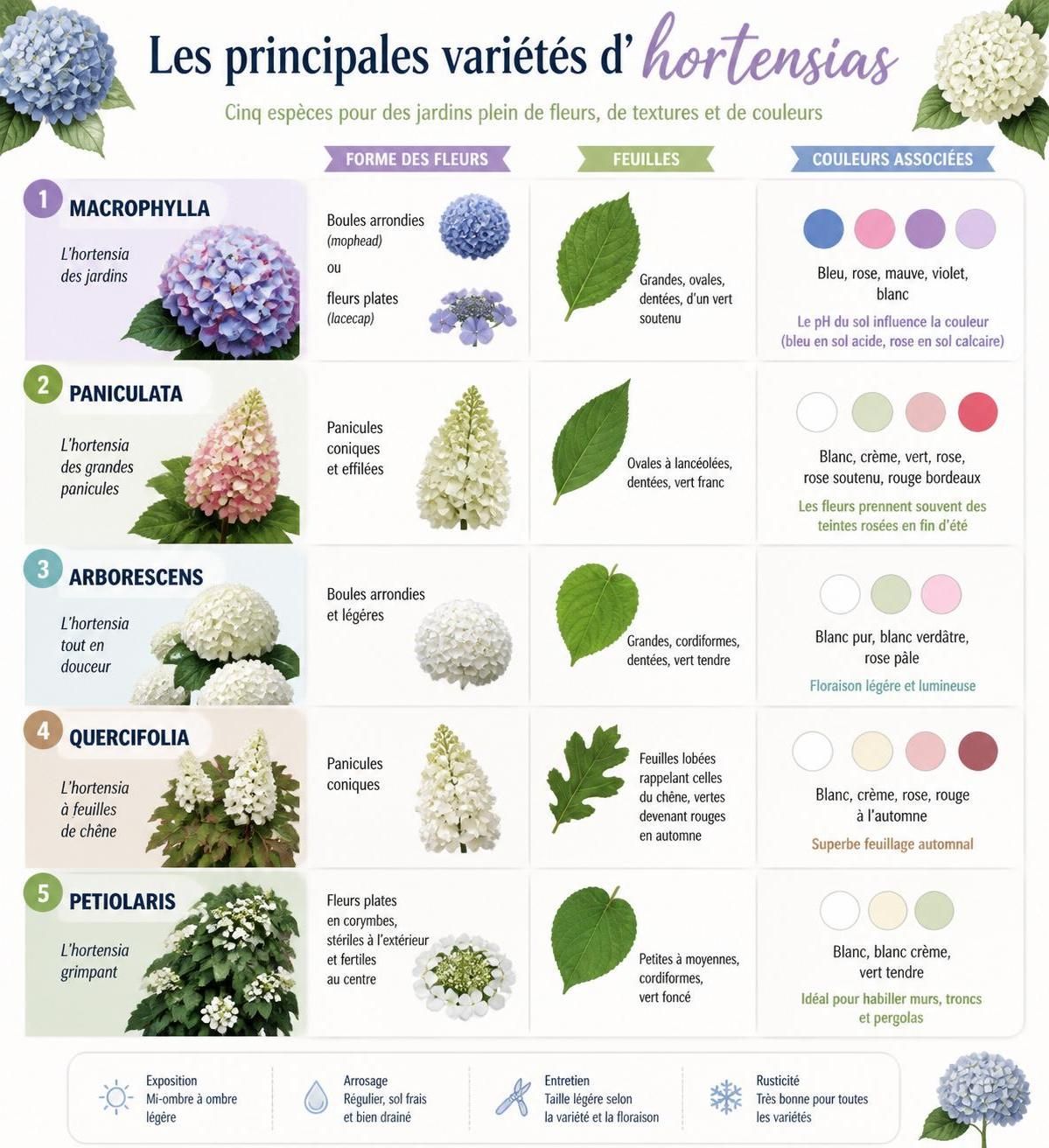 découvrez comment planter, entretenir et tailler les hortensias selon leurs différentes variétés pour un jardin fleuri et harmonieux toute l'année.
