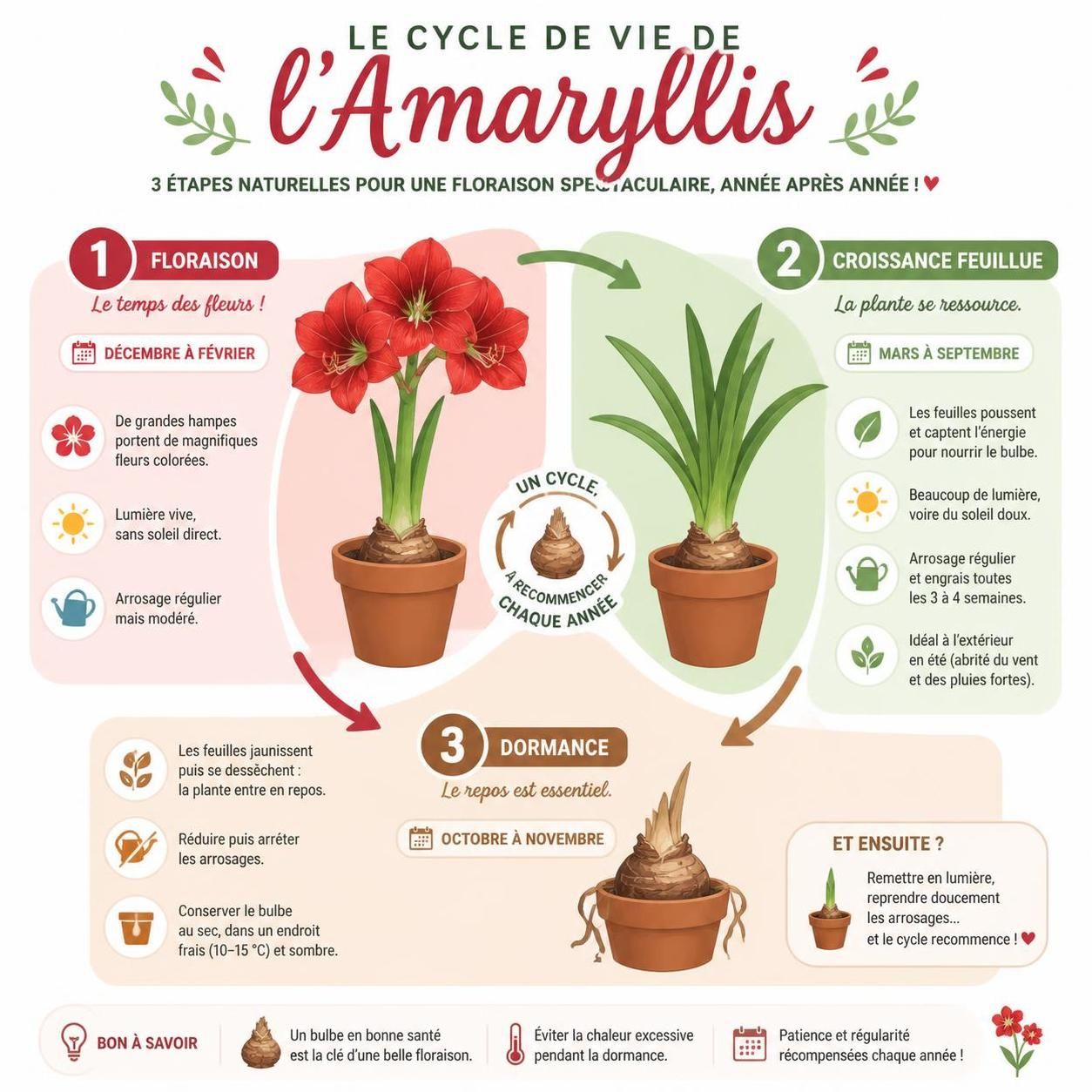 découvrez comment planter et entretenir l'amaryllis, ce bulbe spectaculaire, pour profiter de ses magnifiques fleurs chaque année avec nos conseils de jardinage simples et efficaces.