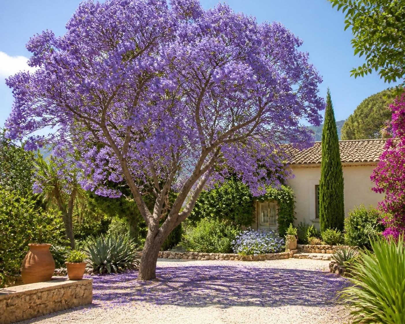 découvrez comment cultiver le jacaranda, cet arbre aux magnifiques fleurs mauves, chez vous. guide complet sur son entretien, sa plantation et ses besoins pour un jardin fleuri toute l'année.