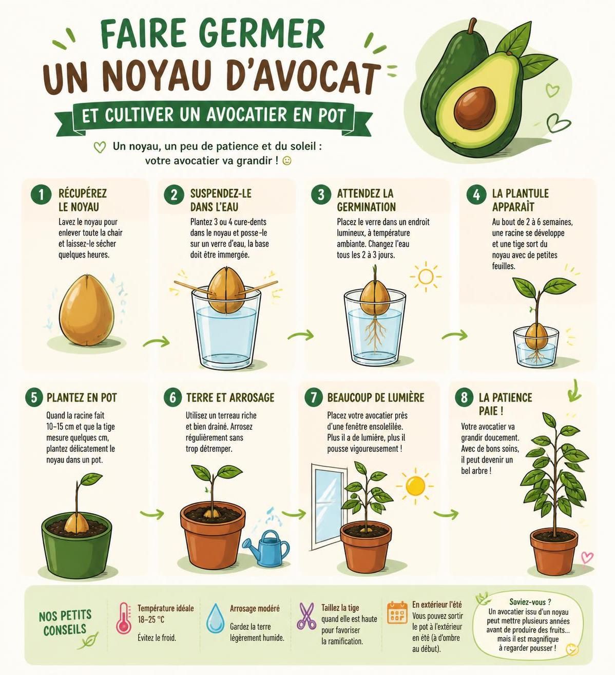 découvrez comment faire pousser un avocatier en pot à partir d'un noyau d'avocat et apprenez les astuces pour entretenir votre plante facilement chez vous.