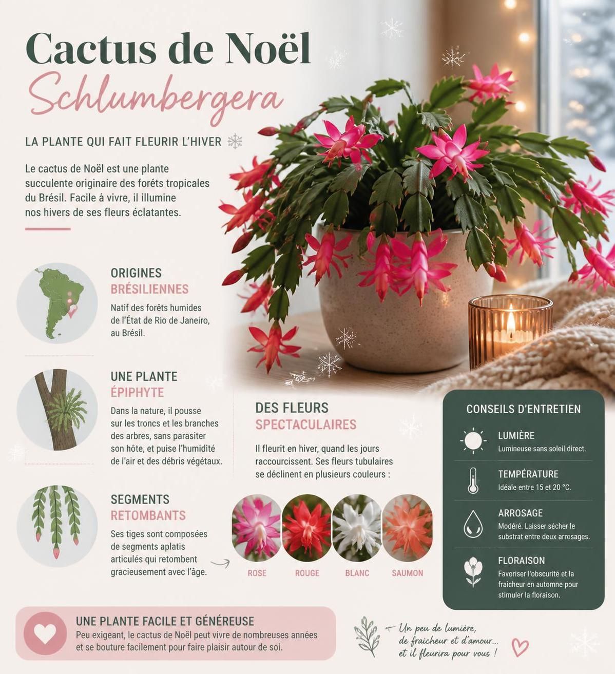 découvrez comment entretenir et arroser votre cactus de noël (schlumbergera) pour qu'il fleurisse magnifiquement. astuces et conseils pratiques pour une floraison réussie toute l'année.