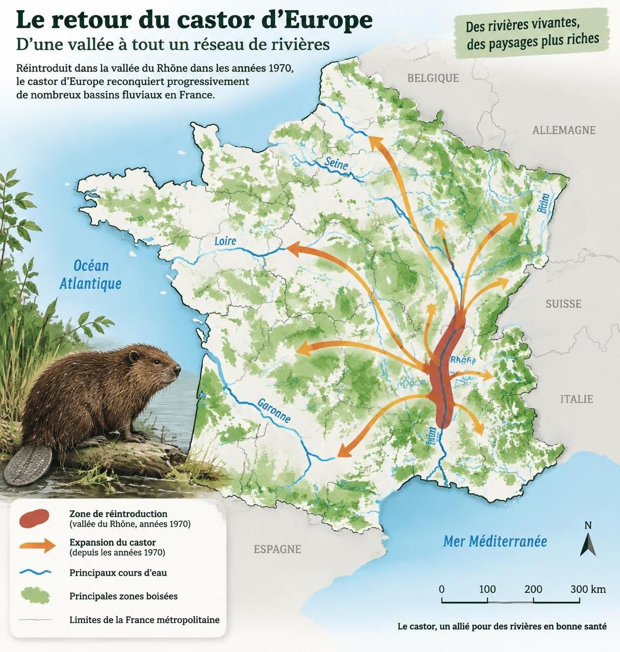 découvrez pourquoi le castor revient en france, comment reconnaître ses traces et ses dégâts, et adopter les bons gestes pour cohabiter avec lui.